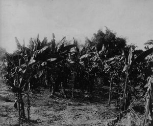 Banana Cultivation, Trinidad, c.1891 by English Photographer